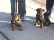Rottweiler puppies